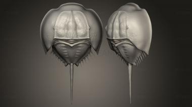 3D model Limulus (STL)